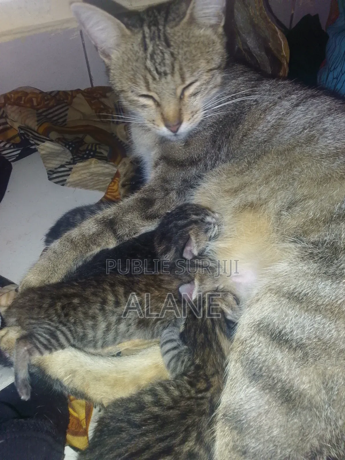 Plus d’un an Femme Race mixte Tabby