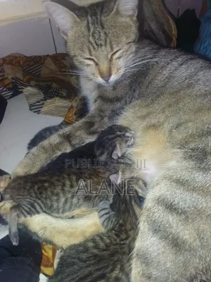 Plus d’un an Femme Race mixte Tabby