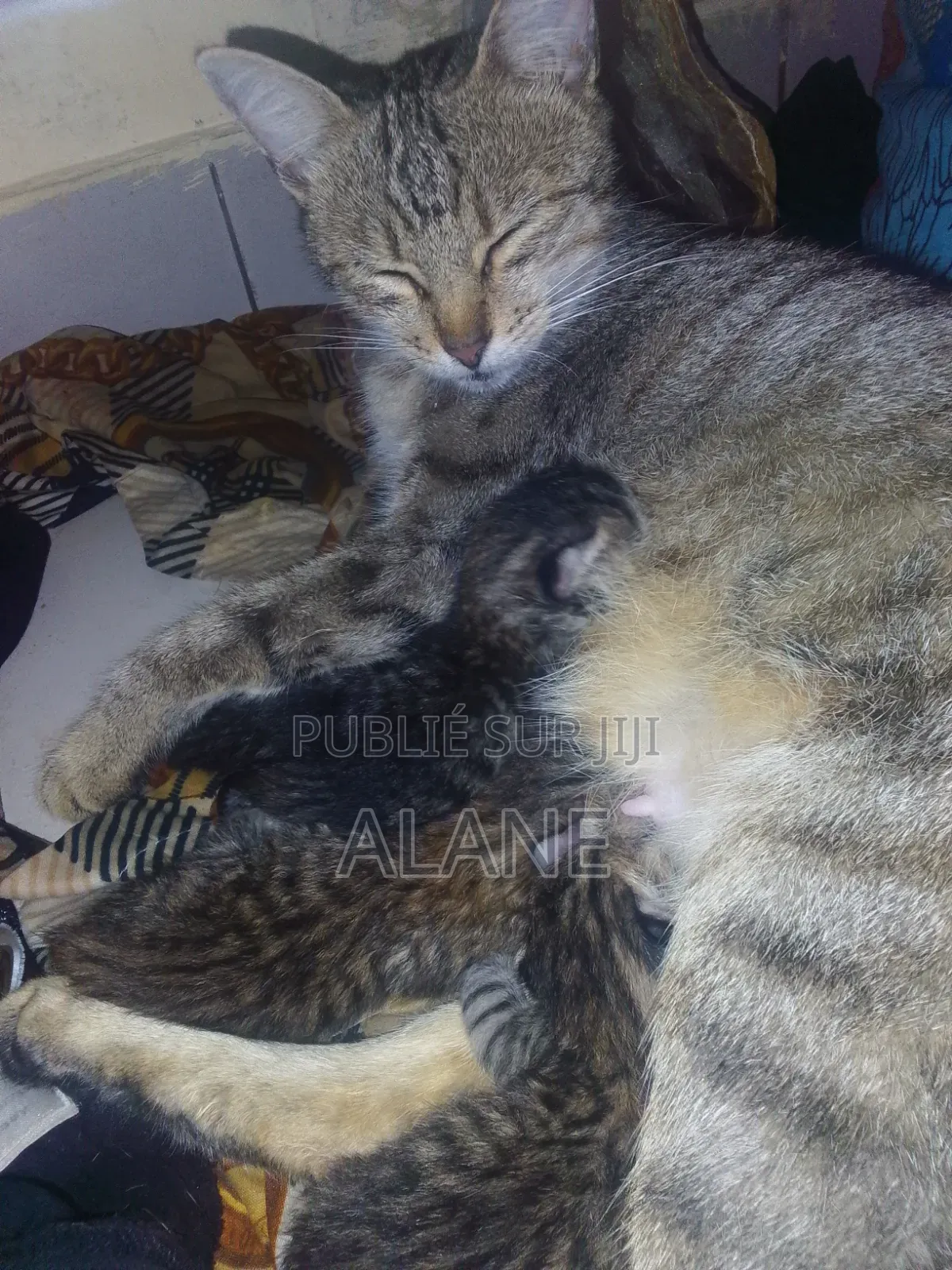 Plus d’un an Femme Race mixte Tabby