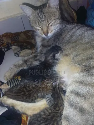 Plus d’un an Femme Race mixte Tabby