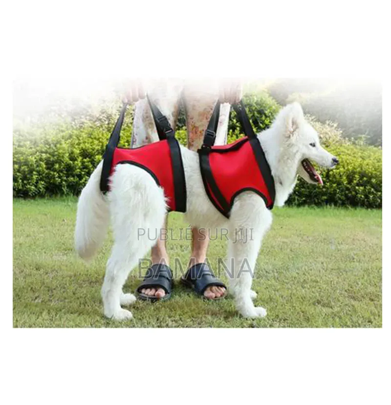 Harnais Pour Animal De Compagnie
