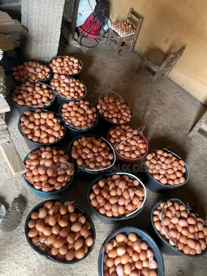 Vente d'Oeuf À Partir De 3 Palettes 3100