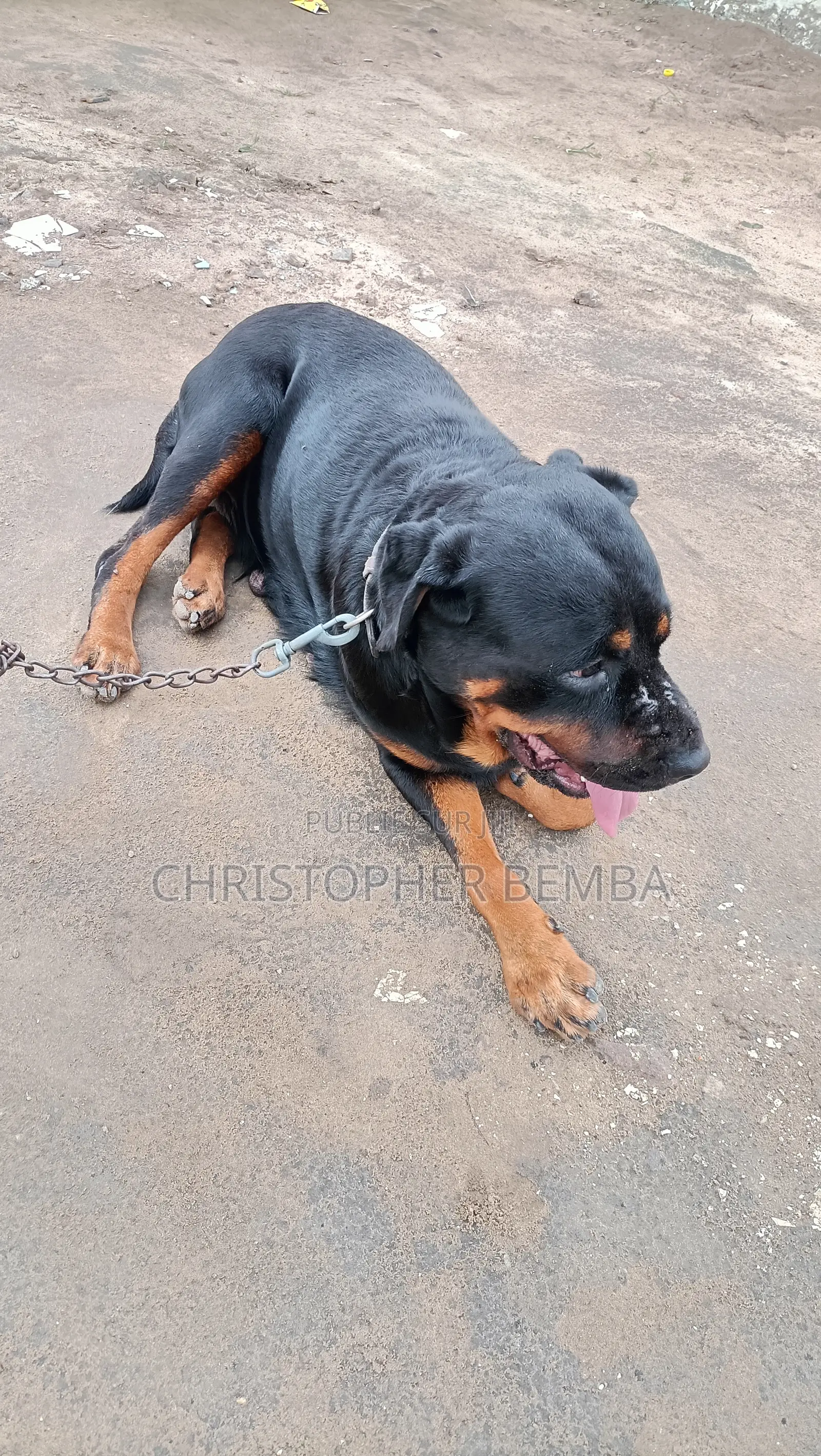 Plus d’un an Femme Pure race Rottweiler
