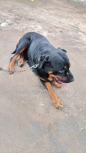 Plus d’un an Femme Pure race Rottweiler