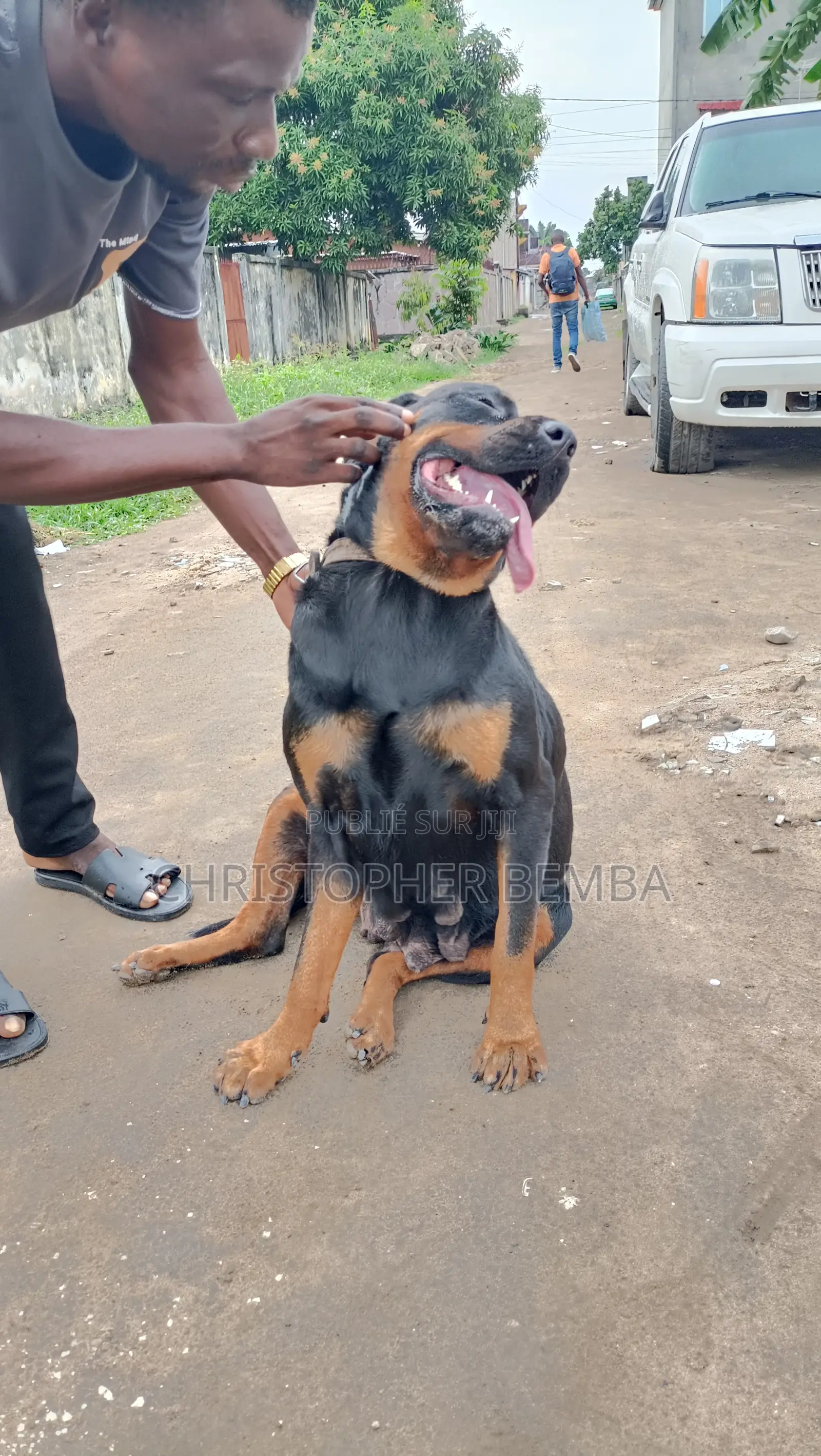 Plus d’un an Femme Pure race Rottweiler