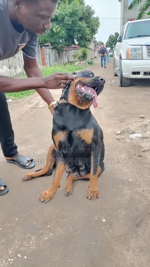 Plus d’un an Femme Pure race Rottweiler