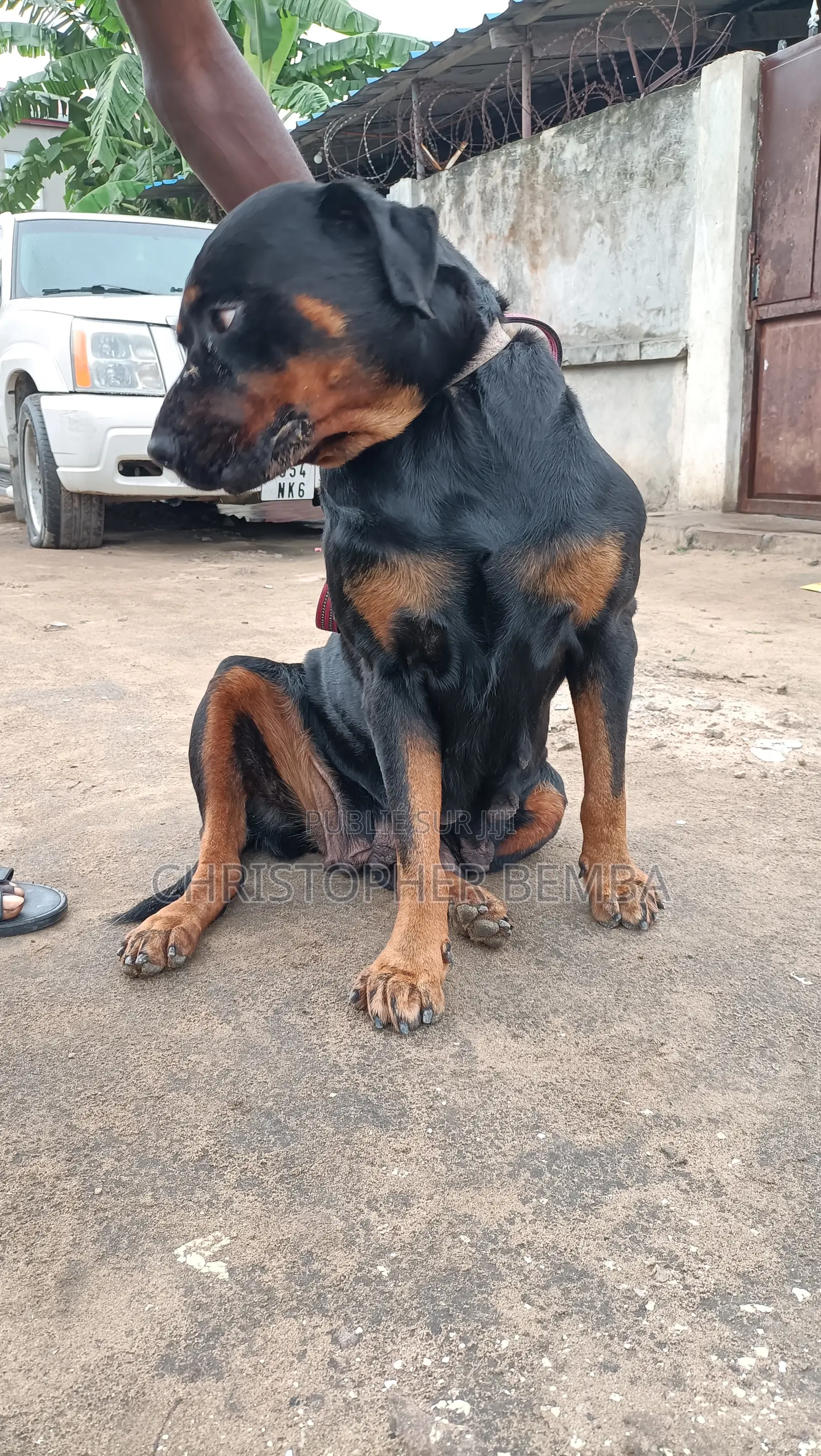 Plus d’un an Femme Pure race Rottweiler