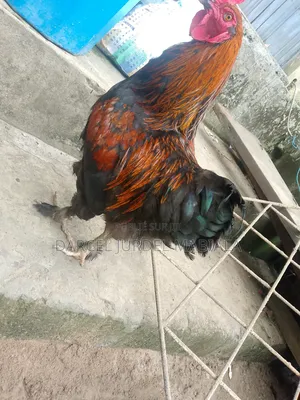 Je Vends Des Coqs  Et Des Canards 