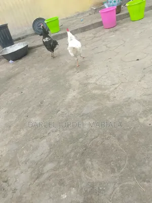 Je Vends Des Coqs  Et Des Canards 