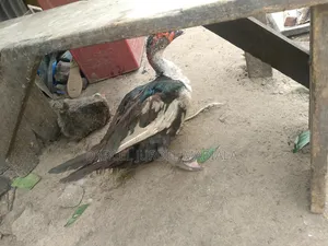 Je Vends Des Coqs  Et Des Canards 