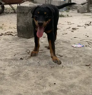 3-6 mois Homme Pure race Rottweiler