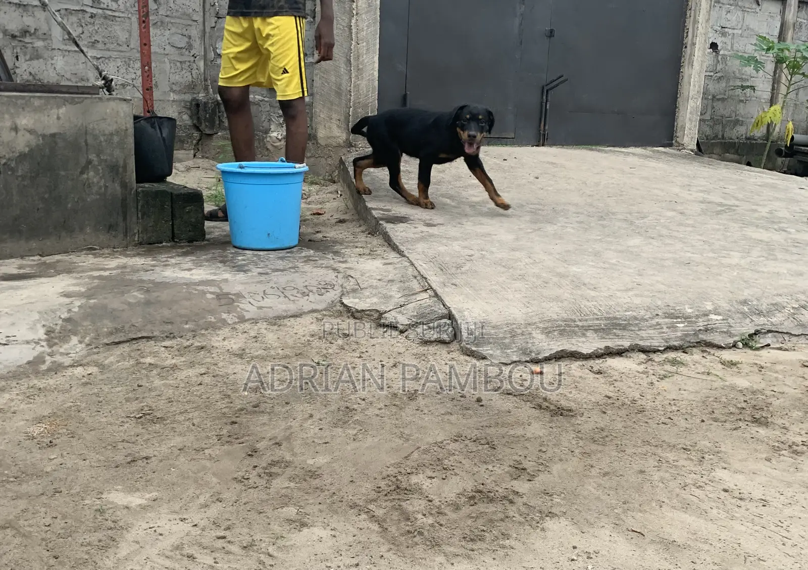 3-6 mois Homme Pure race Rottweiler