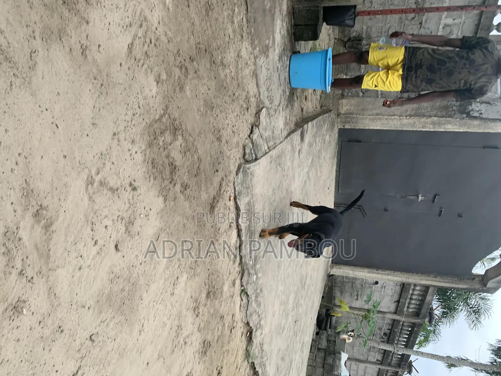 3-6 mois Homme Pure race Rottweiler
