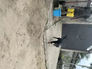 3-6 mois Homme Pure race Rottweiler
