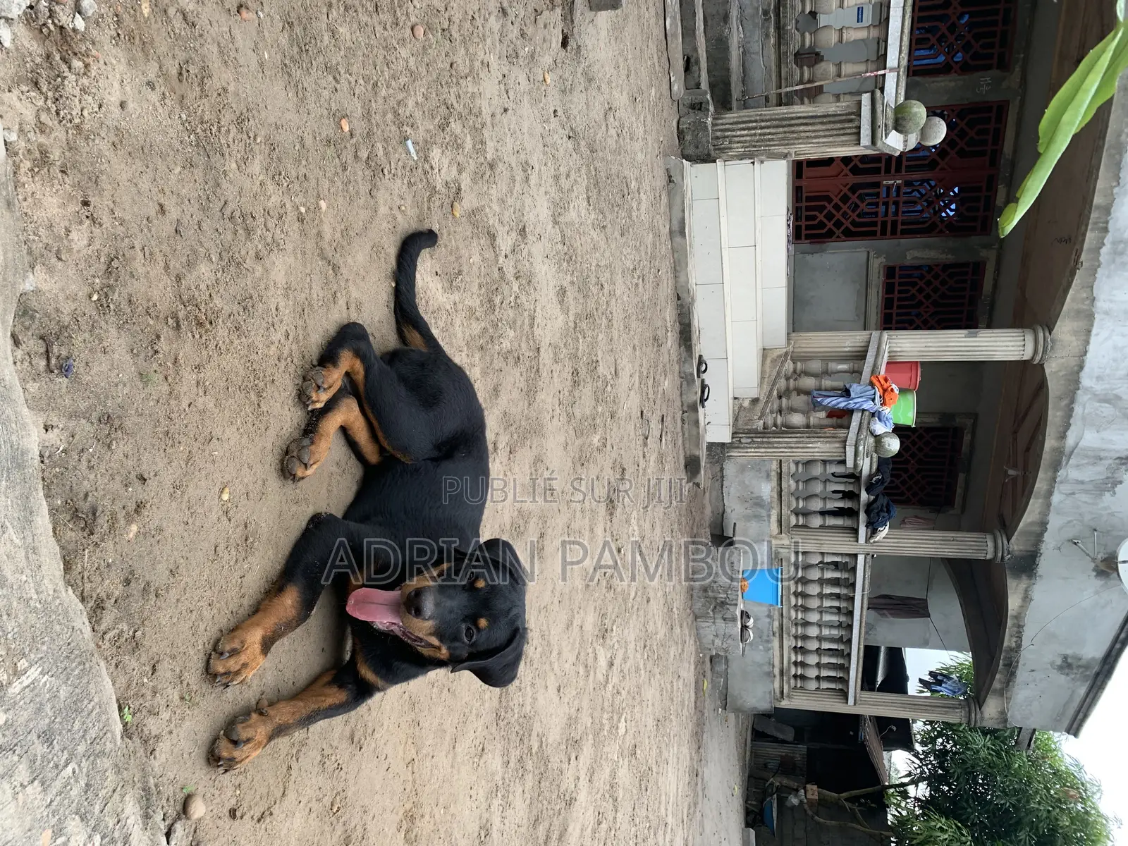 3-6 mois Femme Pure race Rottweiler