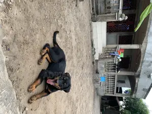 3-6 mois Femme Pure race Rottweiler
