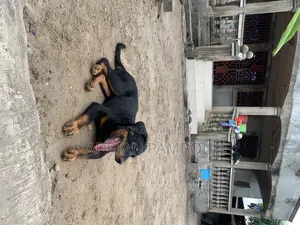 3-6 mois Femme Pure race Rottweiler