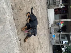 3-6 mois Femme Pure race Rottweiler
