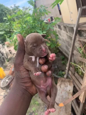 0-1 mois Homme Pure race American Pit Bull Terrier