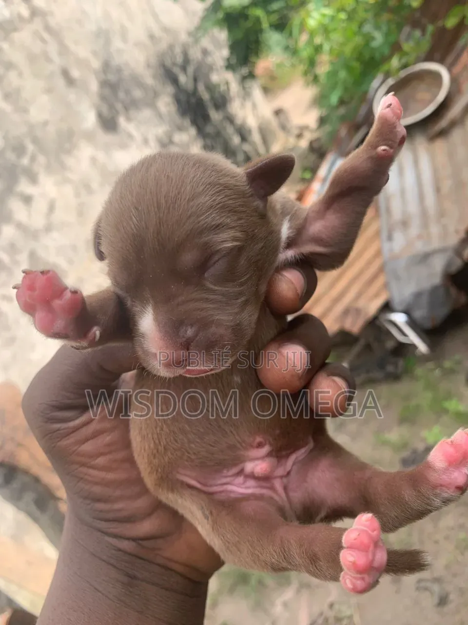 0-1 mois Homme Pure race American Pit Bull Terrier