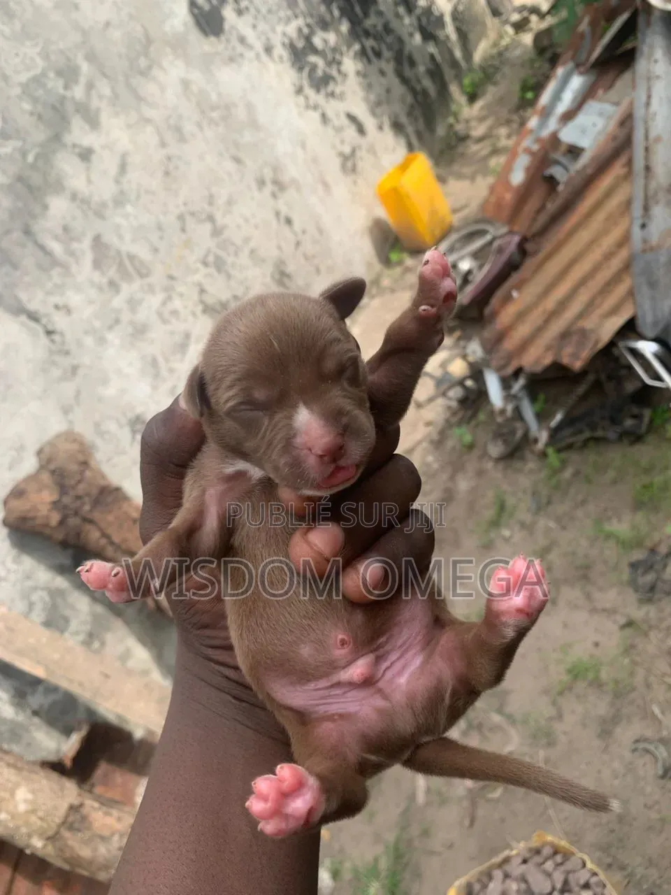 0-1 mois Homme Pure race American Pit Bull Terrier