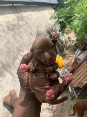 0-1 mois Homme Pure race American Pit Bull Terrier