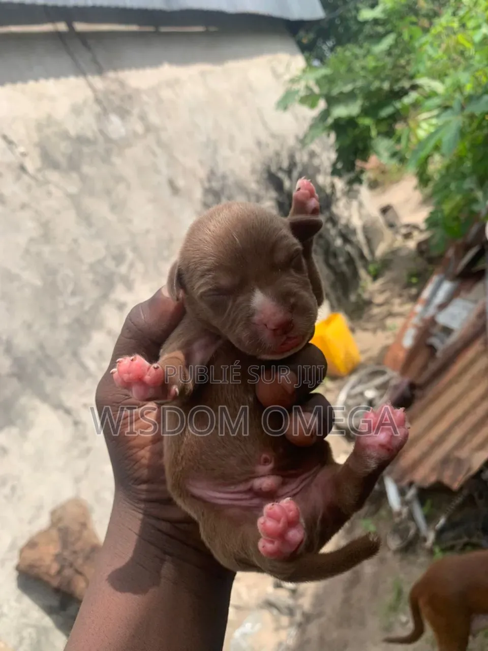 0-1 mois Homme Pure race American Pit Bull Terrier