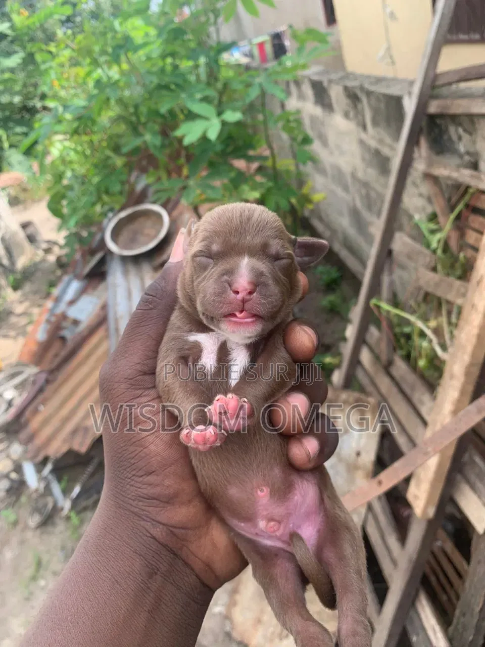 0-1 mois Homme Pure race American Pit Bull Terrier