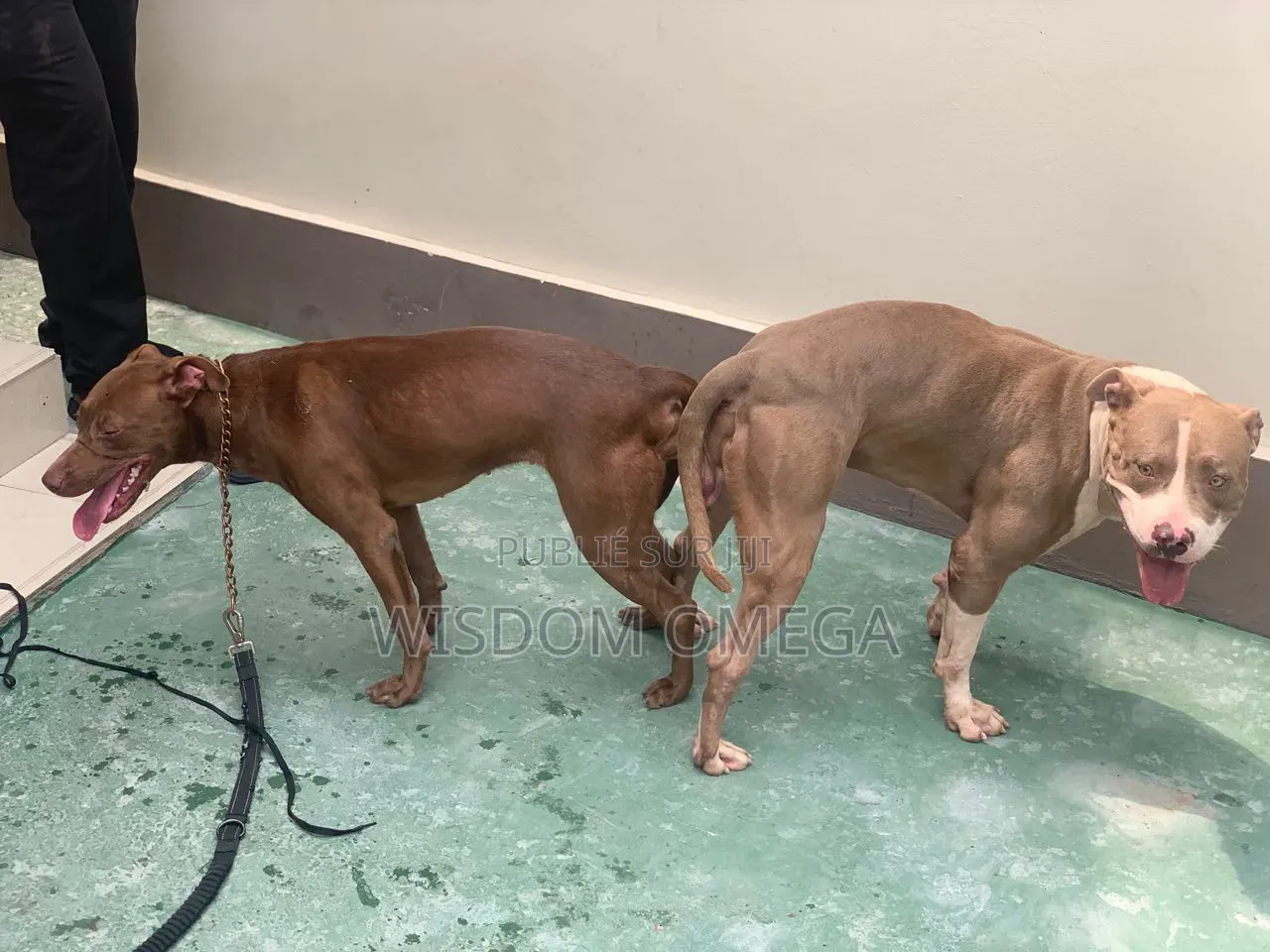 0-1 mois Homme Pure race American Pit Bull Terrier