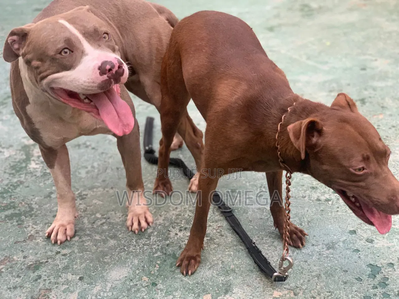 0-1 mois Homme Pure race American Pit Bull Terrier