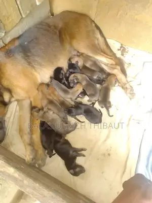 0-1 mois Homme Pure race Belgian Malinois
