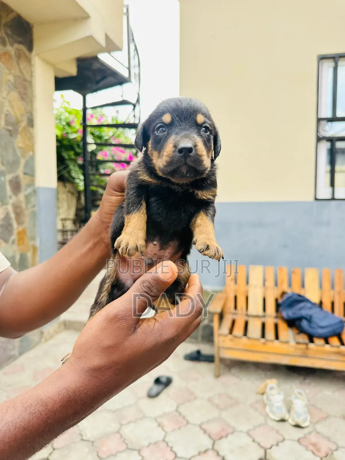 0-1 mois Homme Pure race Rottweiler