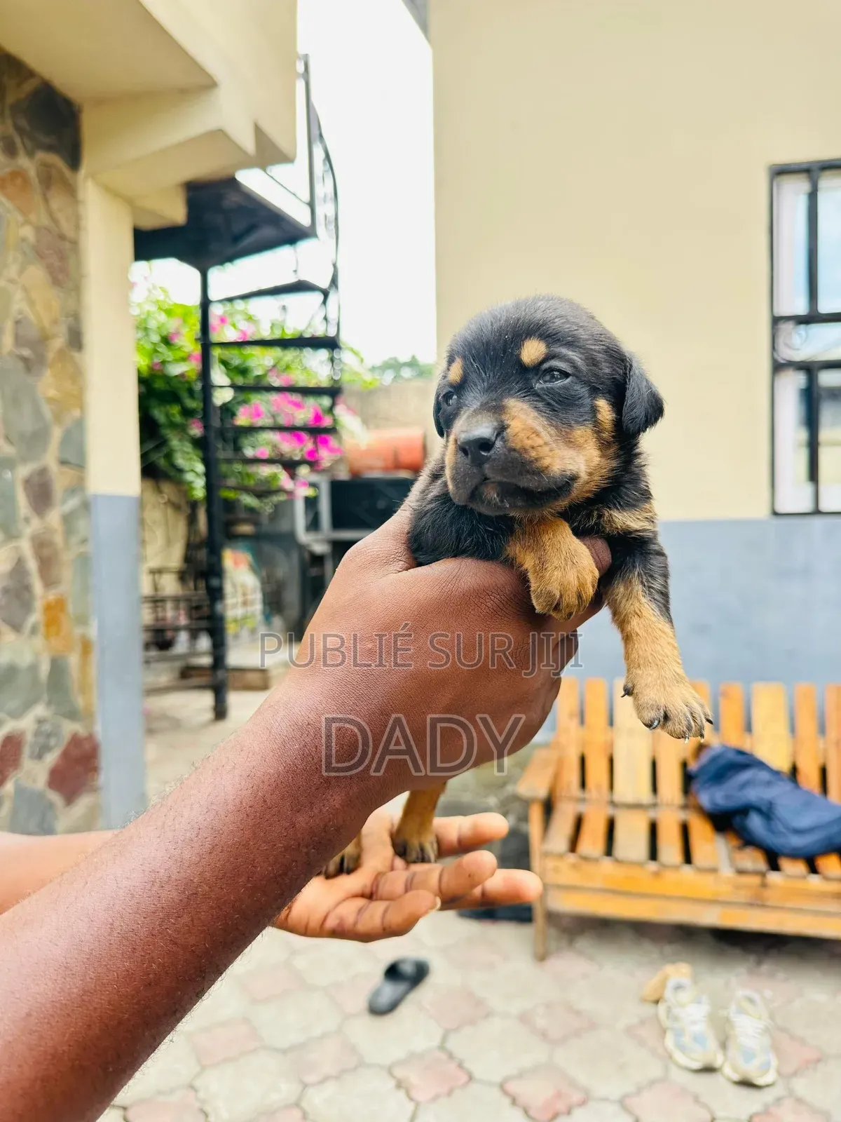 0-1 mois Homme Pure race Rottweiler