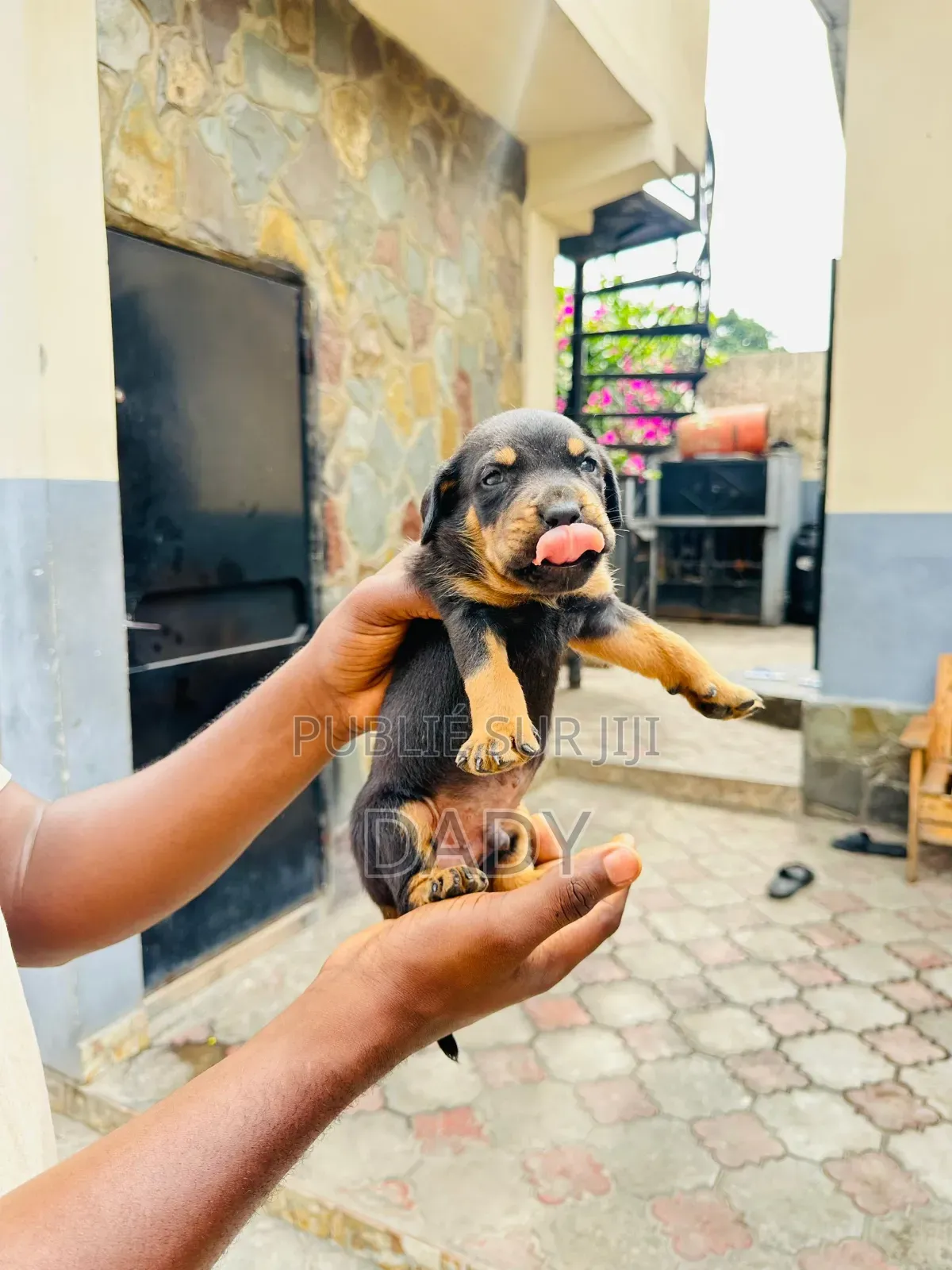 0-1 mois Homme Pure race Rottweiler