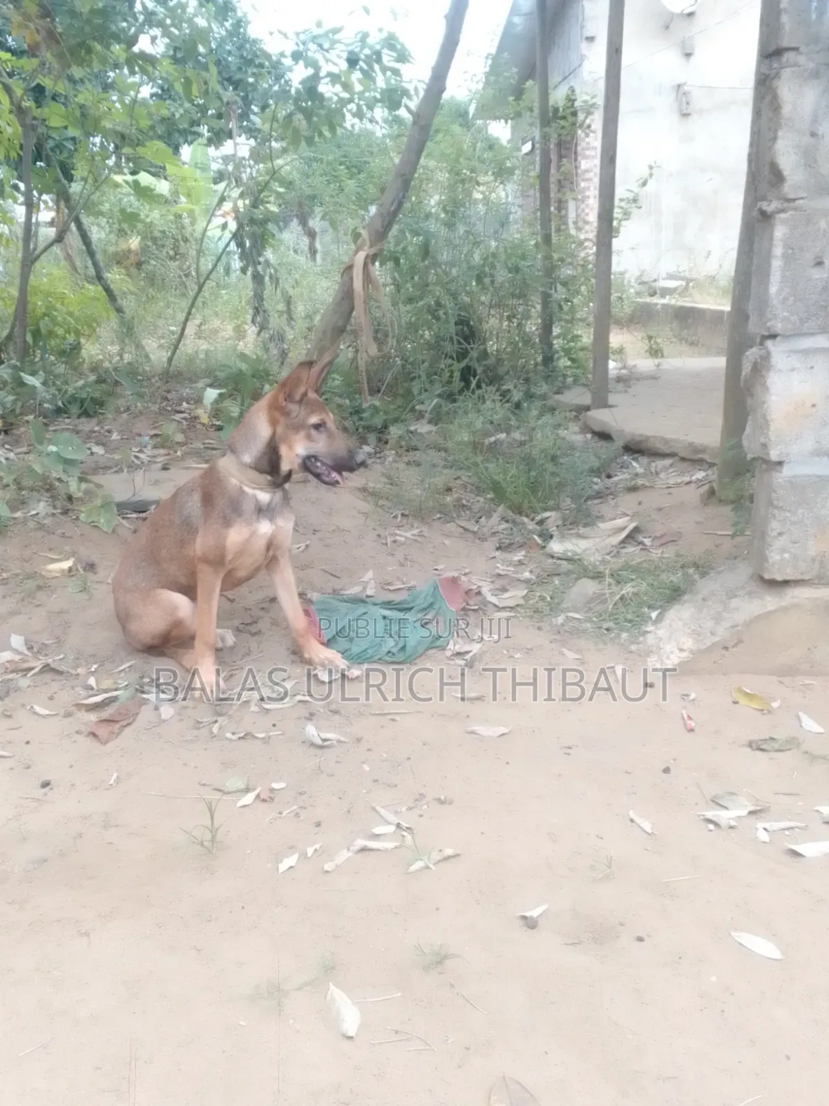 1-3 mois Femme Race mixte Belgian Malinois