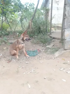 1-3 mois Femme Race mixte Belgian Malinois