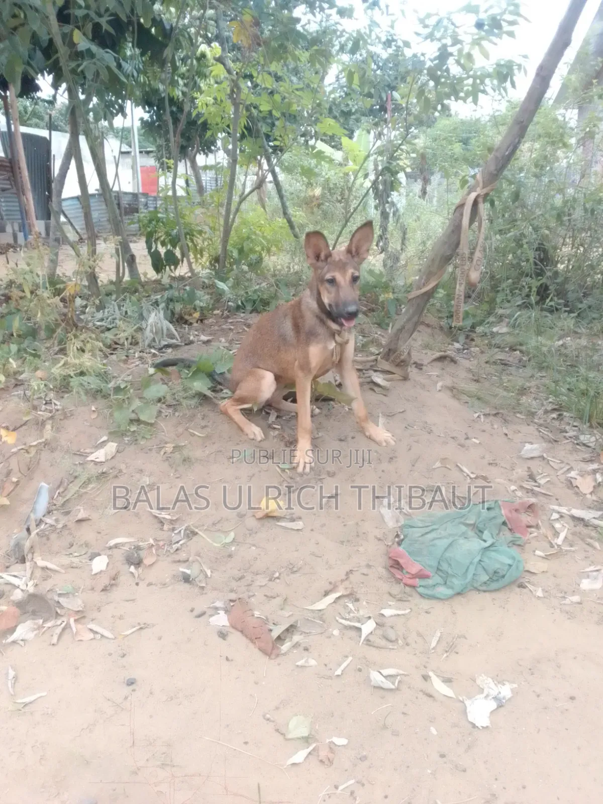 1-3 mois Femme Race mixte Belgian Malinois