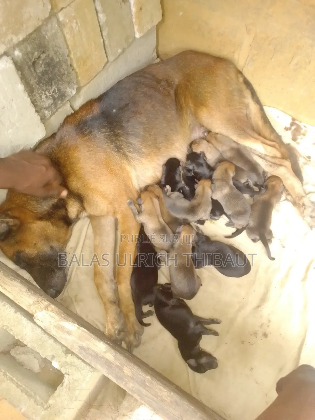 0-1 mois Homme Pure race Belgian Malinois