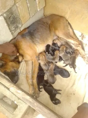 0-1 mois Homme Pure race Belgian Malinois