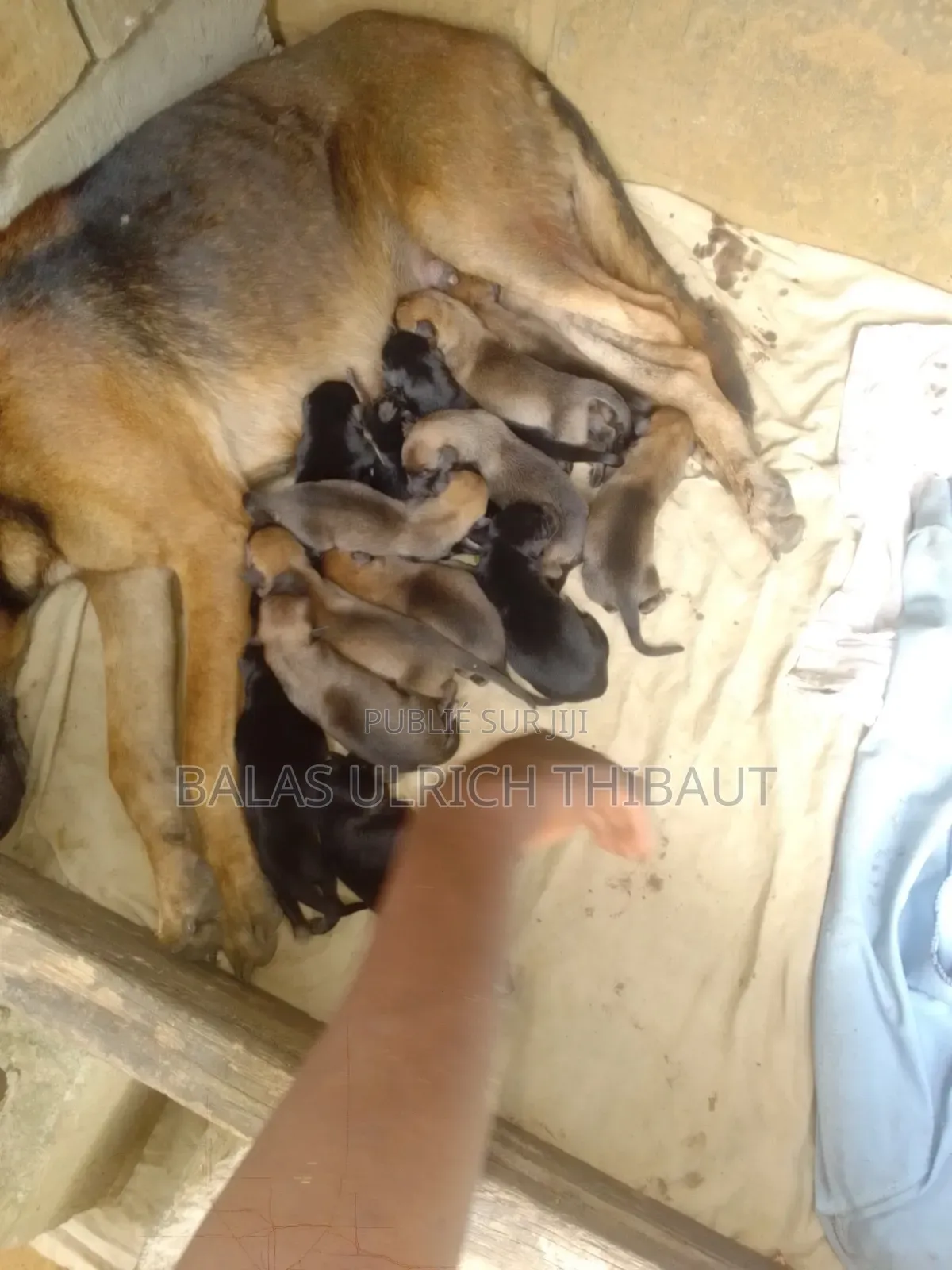 0-1 mois Homme Pure race Belgian Malinois