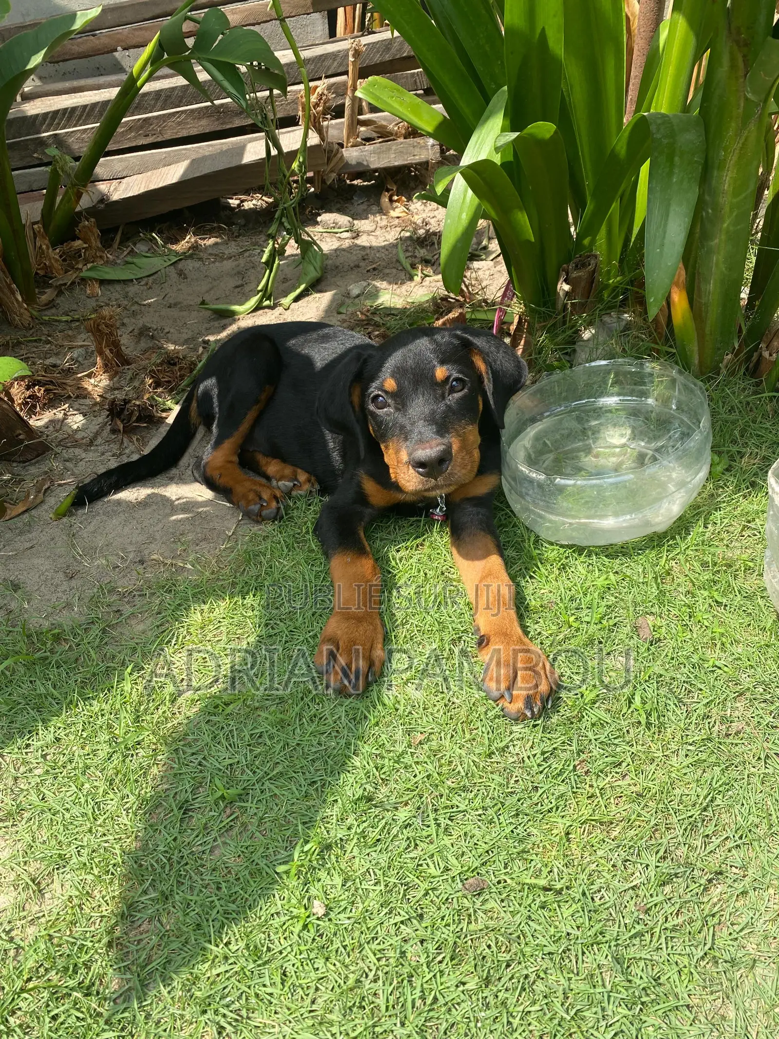 1-3 mois Femme Pure race Rottweiler
