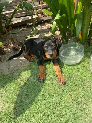 1-3 mois Femme Pure race Rottweiler