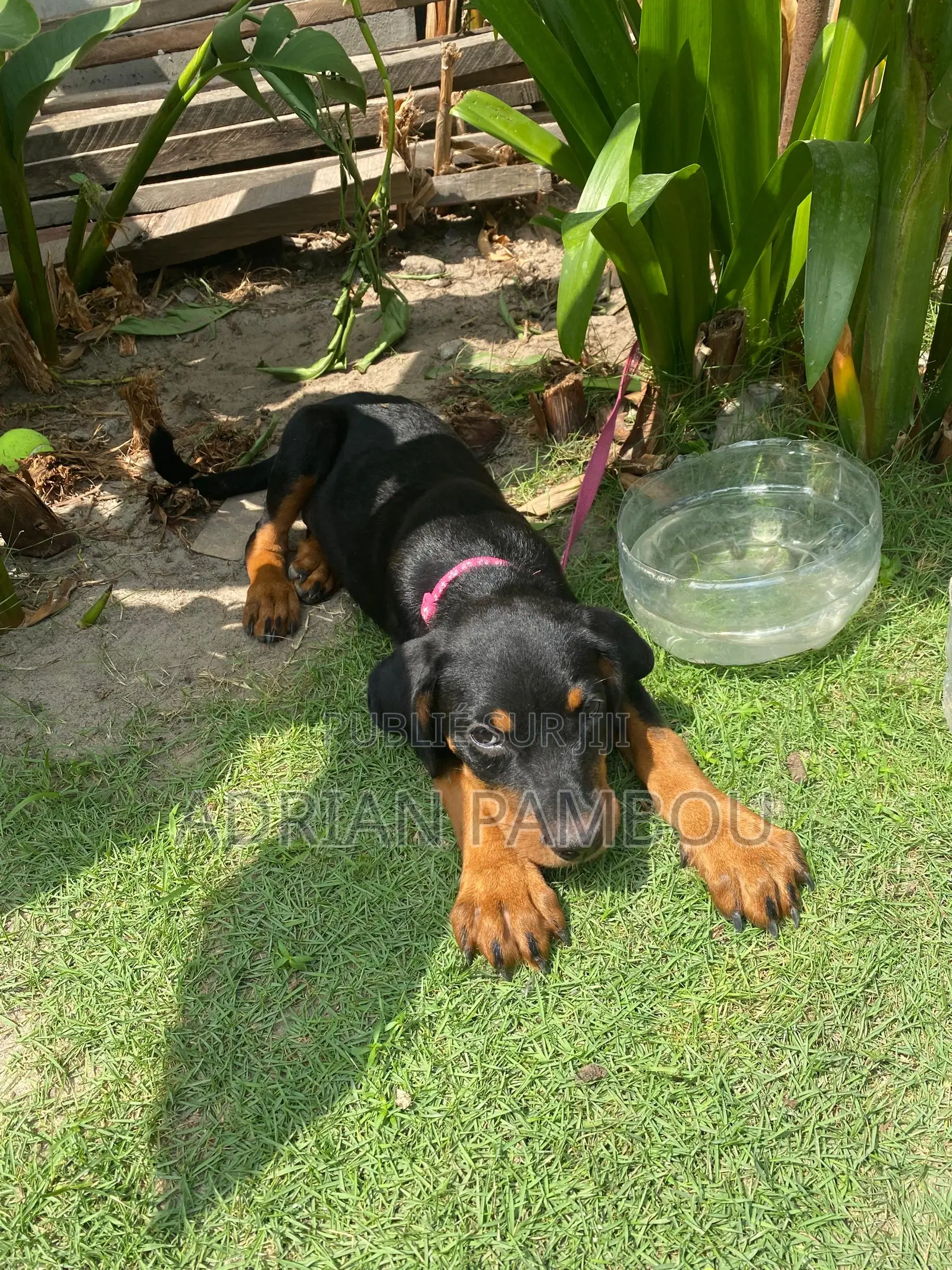 1-3 mois Femme Pure race Rottweiler