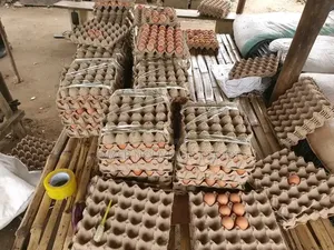 Vente d'Oeuf en Gros Et en Détail Gros Calibre