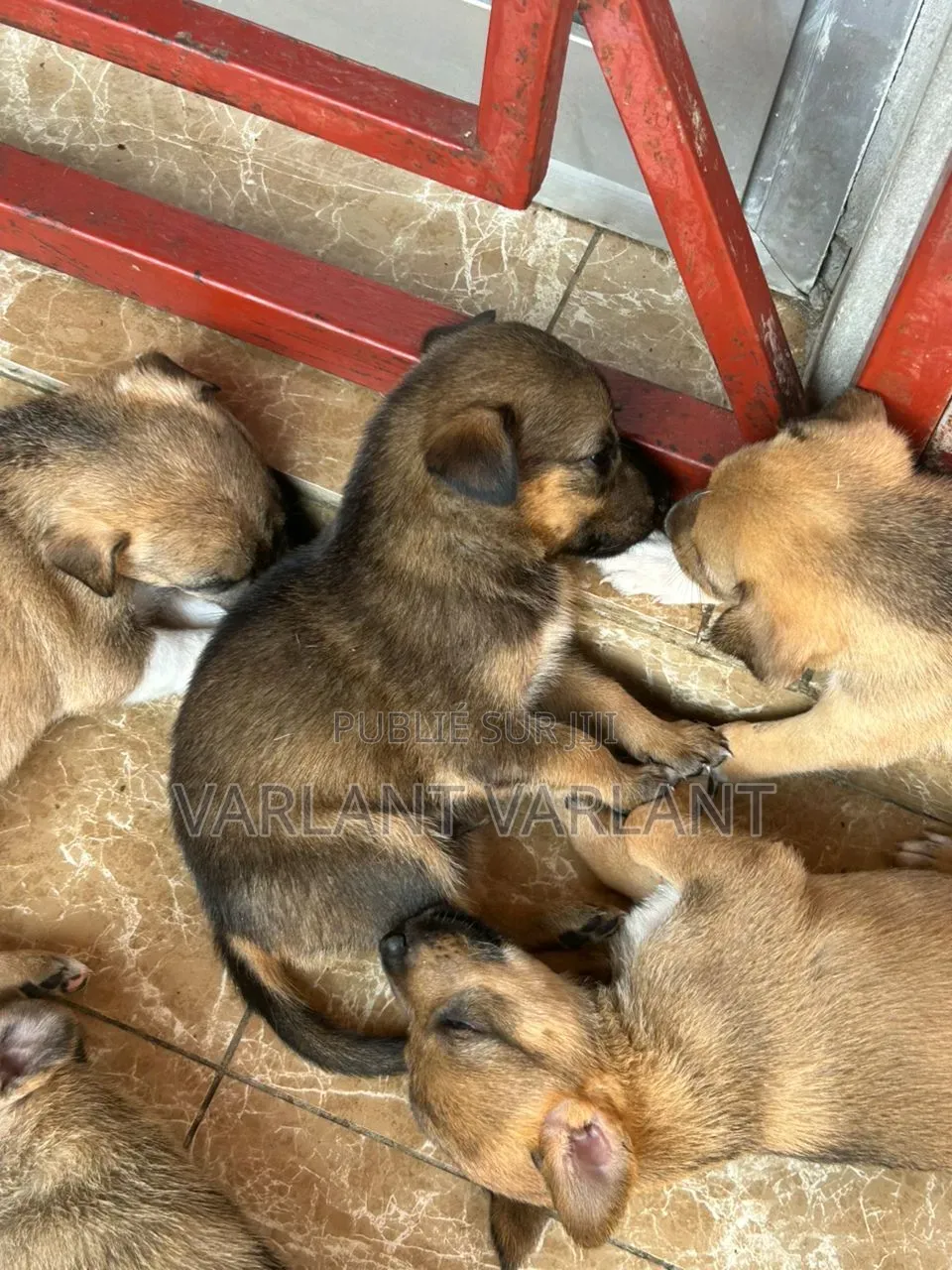 1-3 mois Homme Race mixte Leonberger