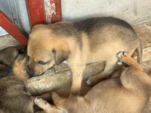 1-3 mois Homme Race mixte Leonberger