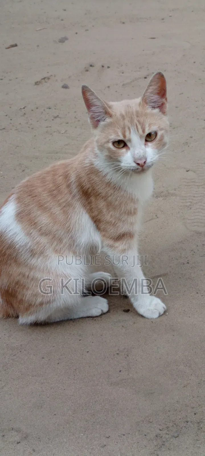 Chat À Vendre