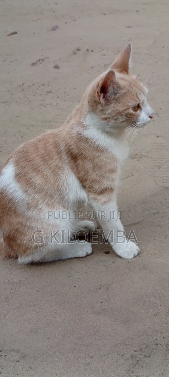 Chat À Vendre