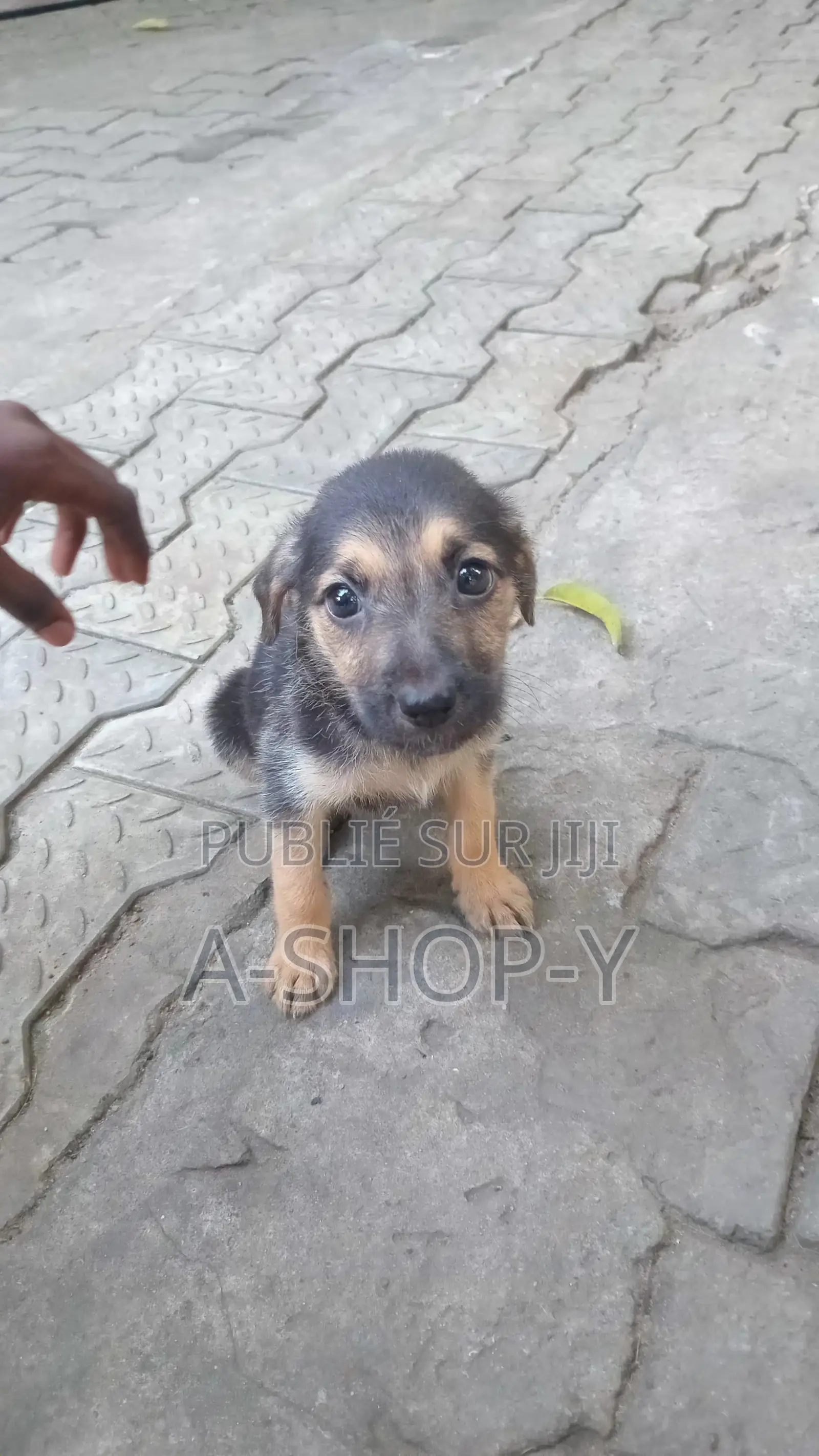 0-1 mois Femme Race mixte German Shepherd