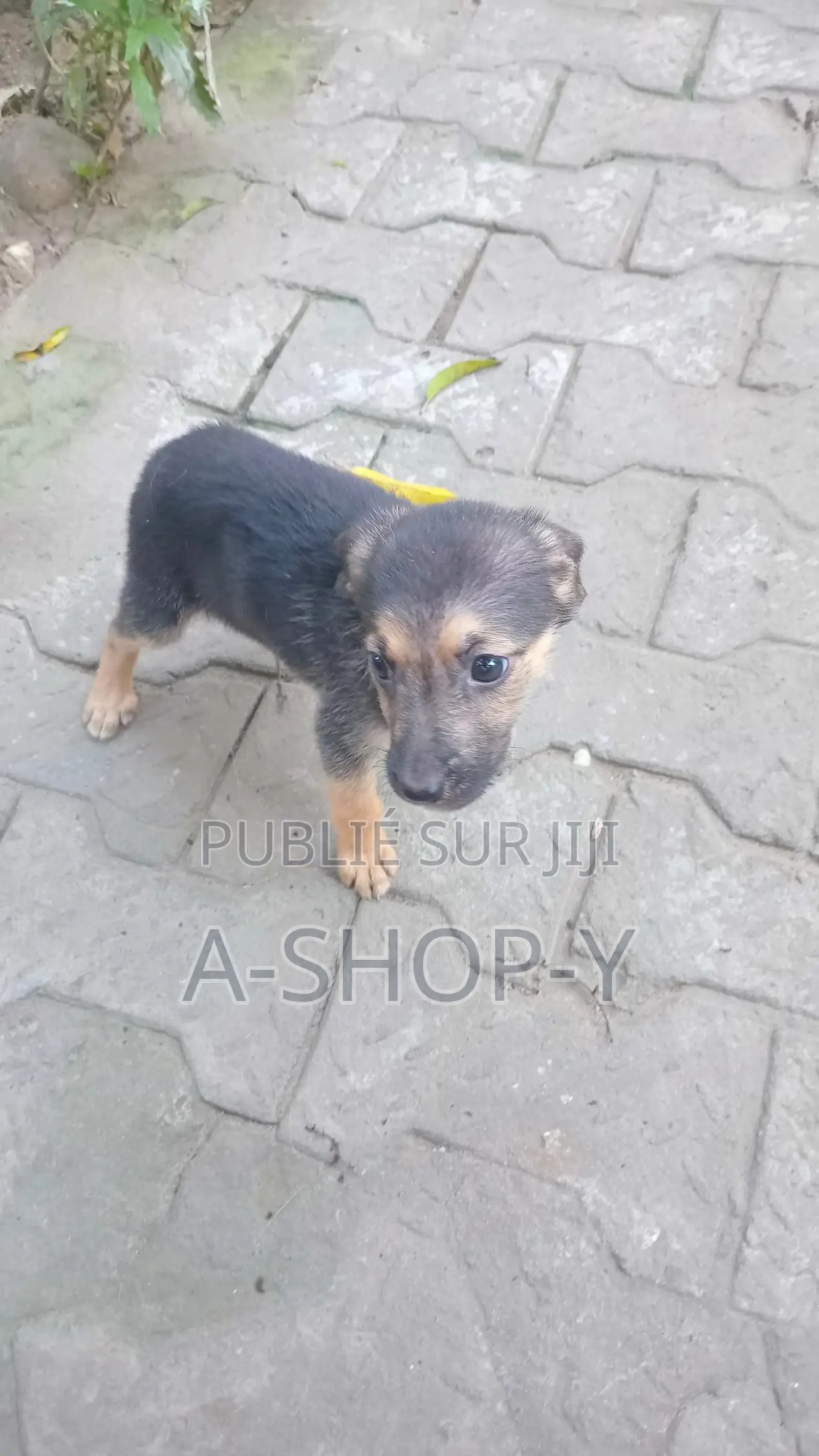 0-1 mois Femme Race mixte German Shepherd